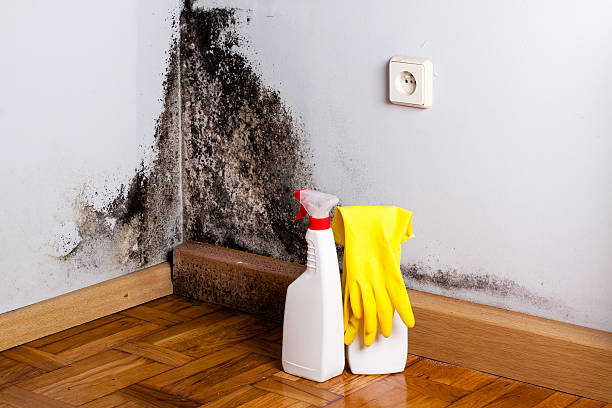 Peabody, KS Mold Inspection, Removal & Remediation Company